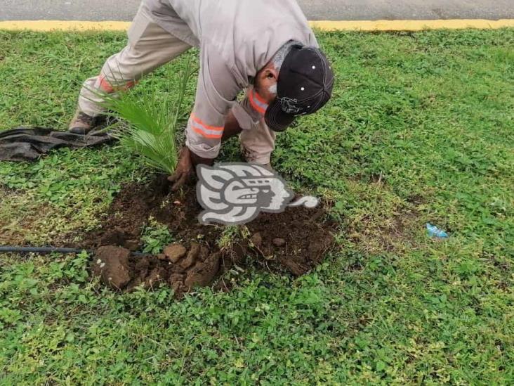 Colocan plantas florales en el Malecón de Coatzacoalcos