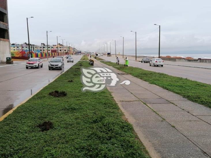 Colocan plantas florales en el Malecón de Coatzacoalcos