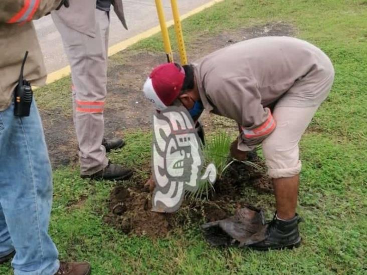 Colocan plantas florales en el Malecón de Coatzacoalcos