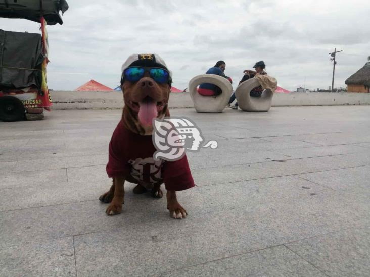 Juan y su perrito Oliver salen a las calles buscando una moneda