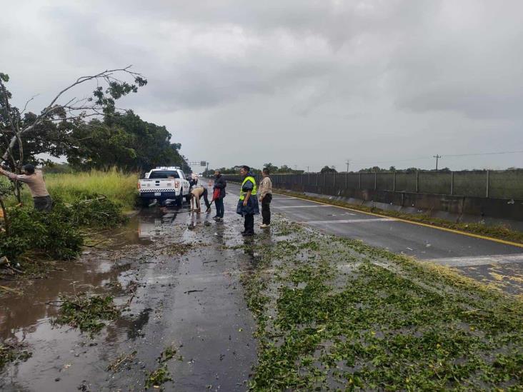 Retiran árbol de carretera 