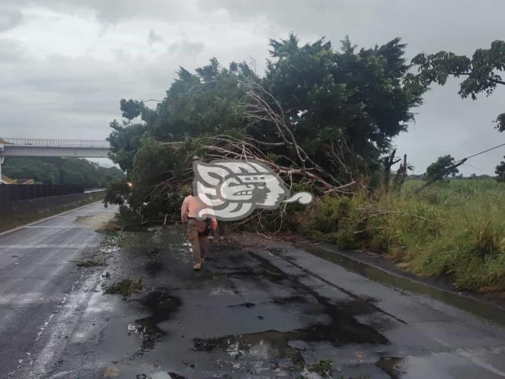 Retiran árbol de carretera 