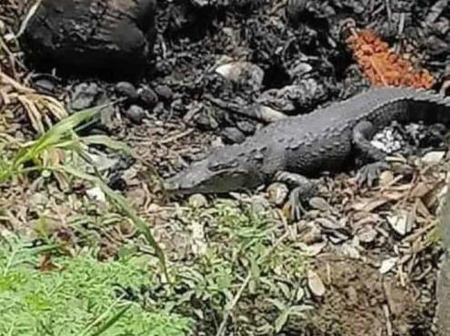 Alertan por presencia de cocodrilos en afluentes en Nanchital