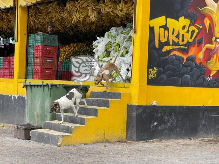 Elaboran en Central de Abastos altar en honor a animales abandonados