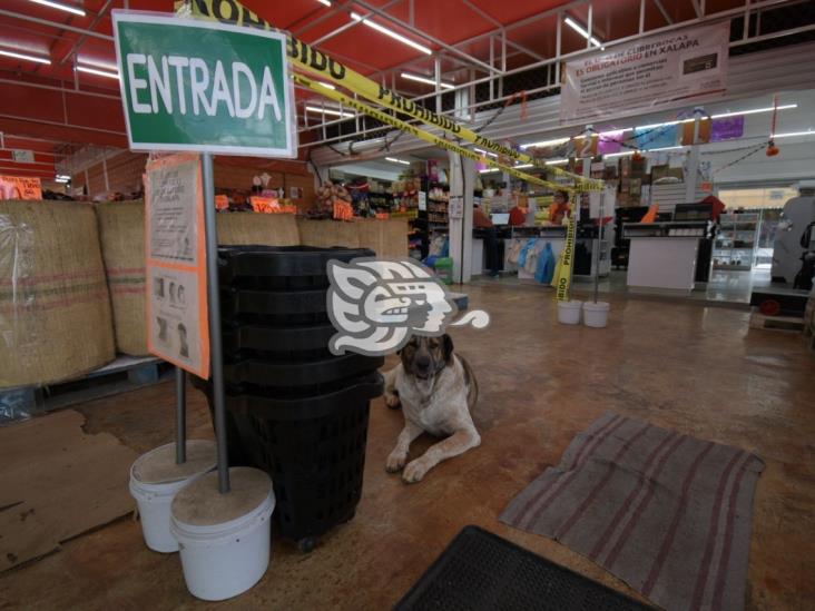 Elaboran en Central de Abastos altar en honor a animales abandonados