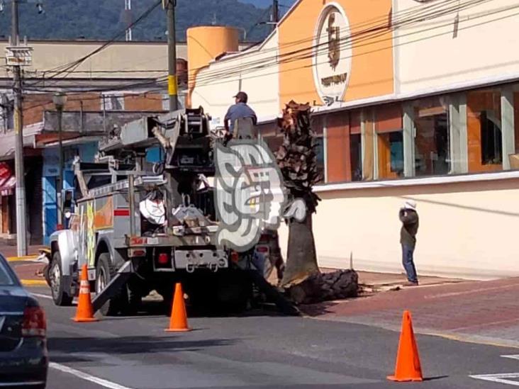 Ciudadanos consideran ecocidio el corte de árboles en Calle Real de Orizaba