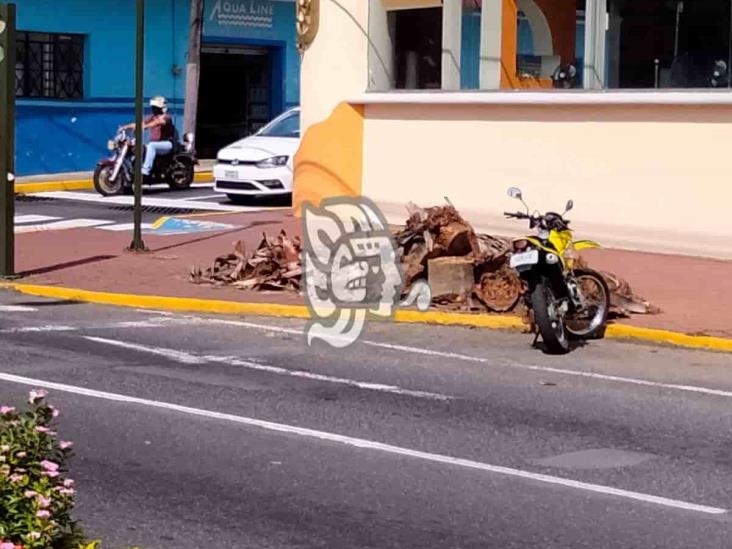 Ciudadanos consideran ecocidio el corte de árboles en Calle Real de Orizaba