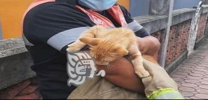 Rescatan en Minatitlán a gatito atrapado entre cableado eléctrico