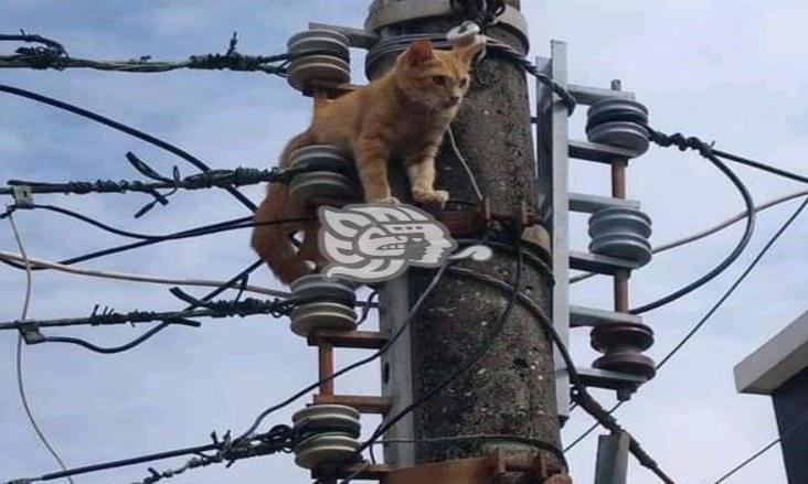 Rescatan en Minatitlán a gatito atrapado entre cableado eléctrico