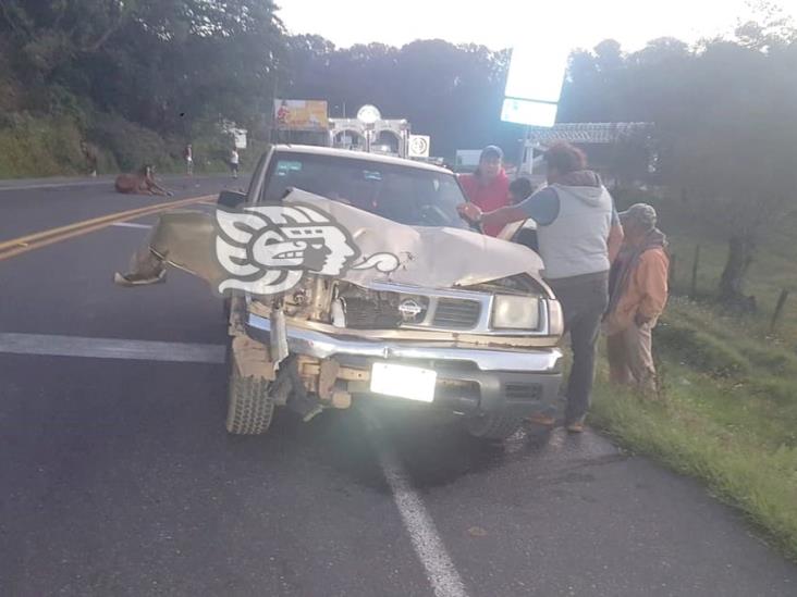 Camioneta se estrella contra dos caballos en carretera Xalapa-Perote