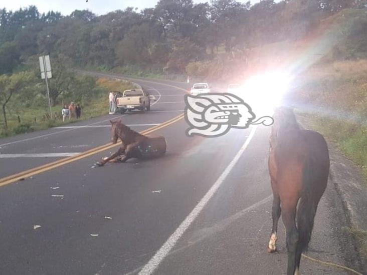 Camioneta se estrella contra dos caballos en carretera Xalapa-Perote