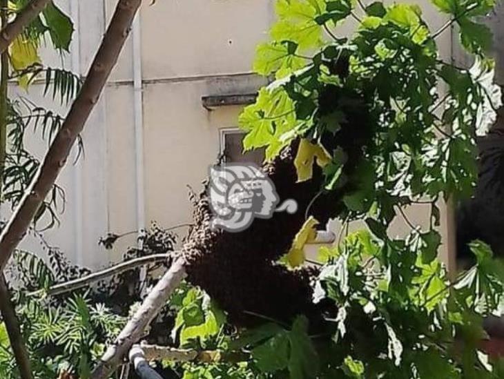 Eliminan enjambre de abejas en Lagos de Puente Moreno