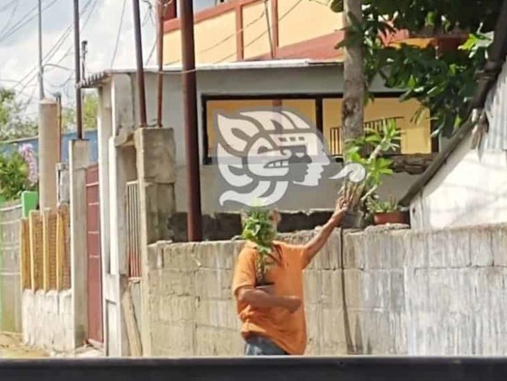 El flichi hace negocio en Villa Cuichapa con plantas y flores robadas