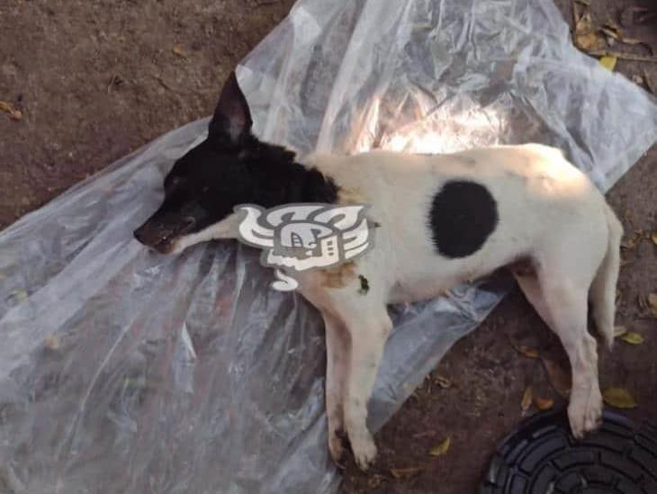 Hombre envenena a dos perros en Chalahuite