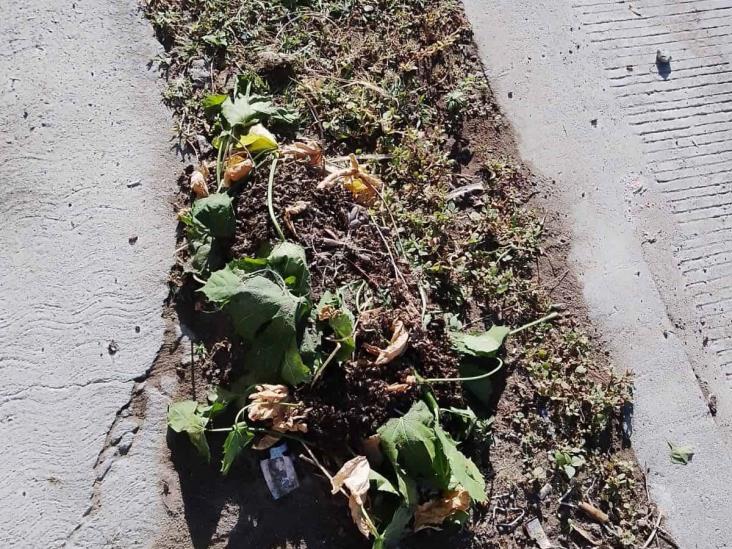 Eliminan enjambre de abejas en Lagos de Puente Moreno