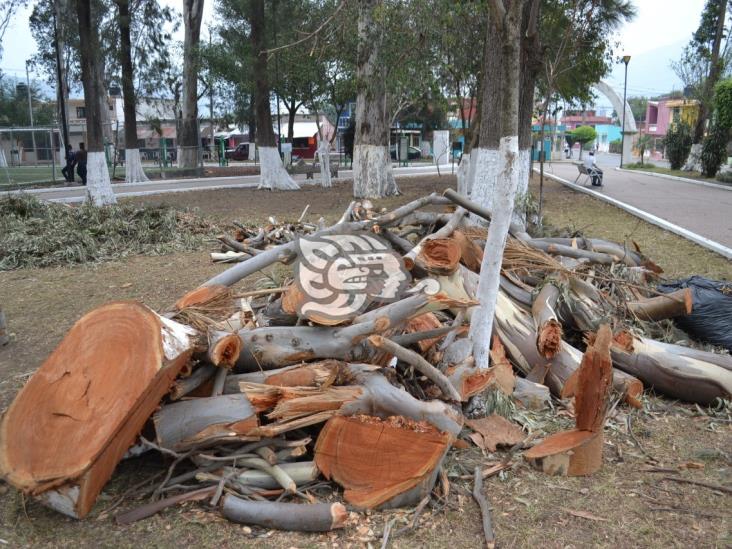 Campesinos sacrifican árboles sanos para acceder a apoyo de Sembrando Vida, acusan