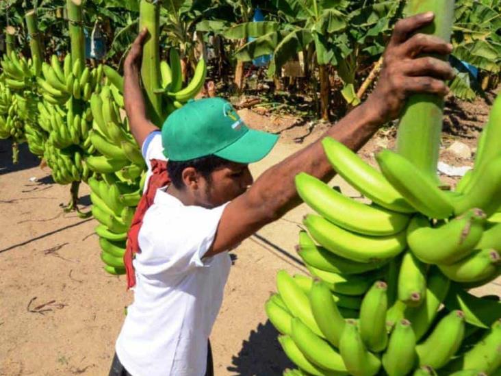 En la sierra se Soteapan, inició la producción de plátano roatán