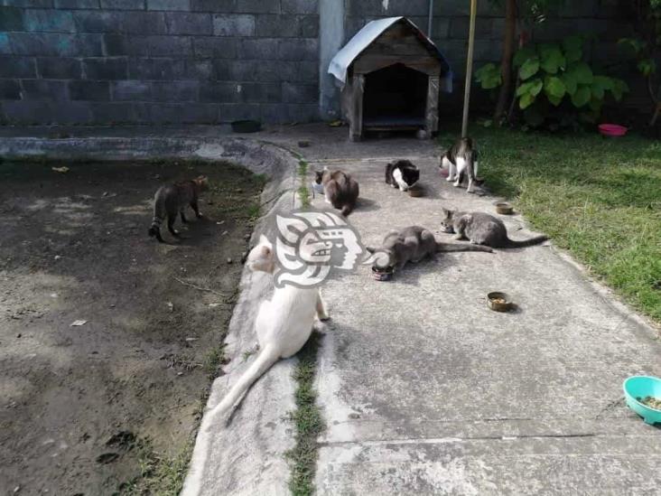 Donarán vacunas antirrábicas en campaña de esterilización en Medellín