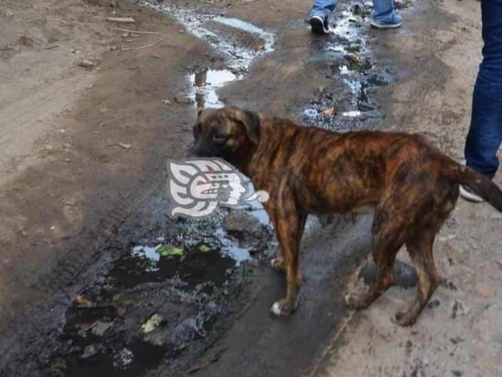 En Medellín, arranca proyecto para esterilizar perros y gatos callejeros