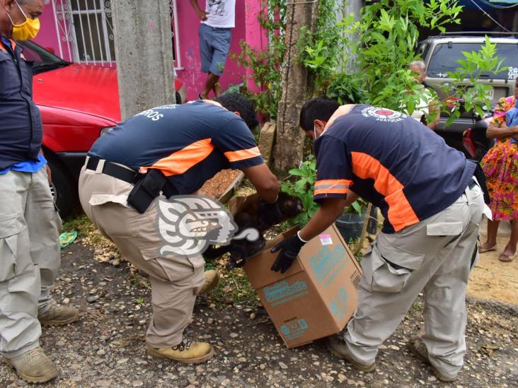 Ejemplar de mono aullador muere electrocutado en Acayucan