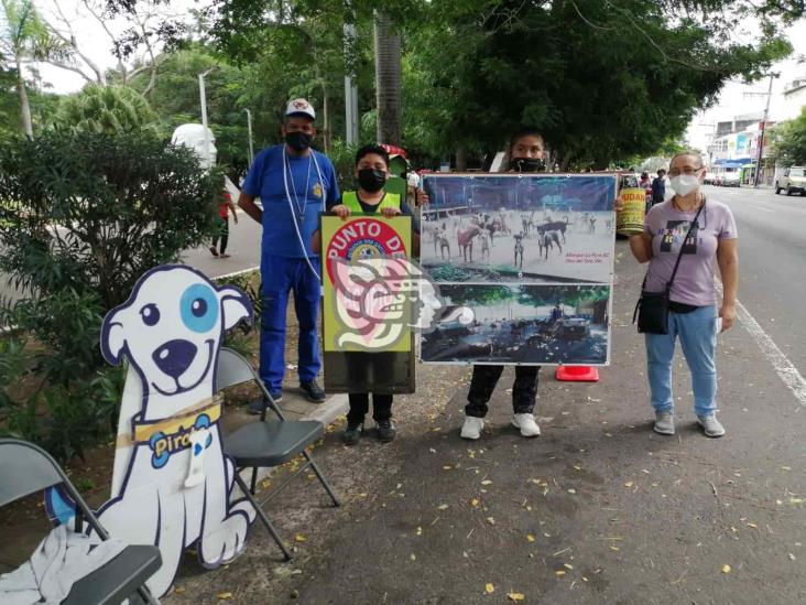 Croquetón alimentará a 350 mascotas que viven en albergue La Roca