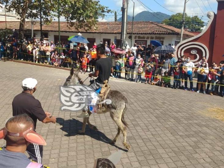 ‘Con golpes y heridas, obligan a burritos a correr en Orizaba’, señalan activistas