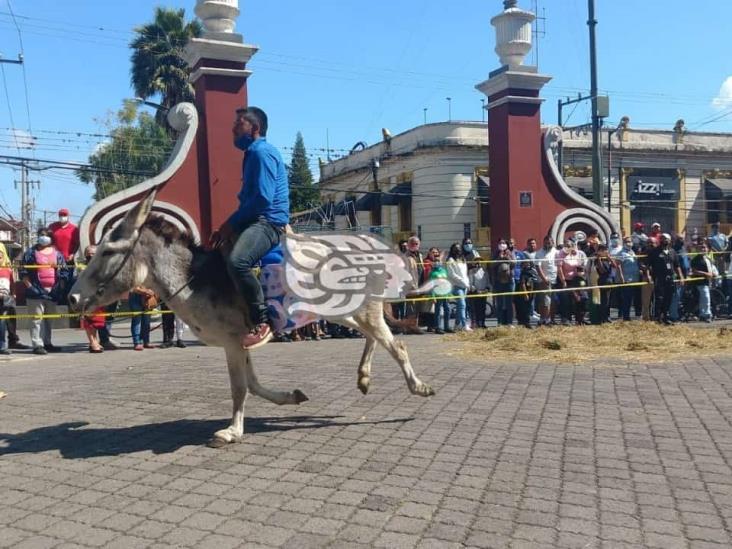 ‘Con golpes y heridas, obligan a burritos a correr en Orizaba’, señalan activistas