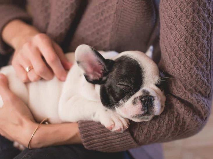 ¿Cómo mejorar la relación con tu mascota? Sigue estos consejos