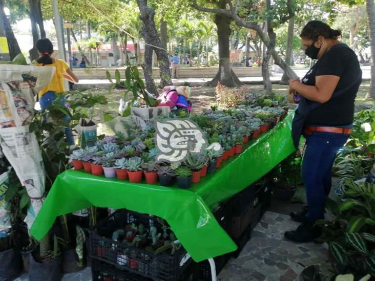 Comerciantes de diversos municipios realizan exposición de plantas en parque Zamora