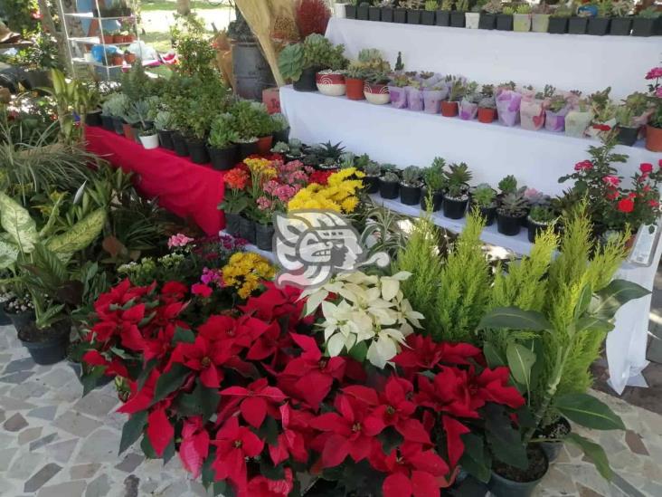 Comerciantes de diversos municipios realizan exposición de plantas en parque Zamora