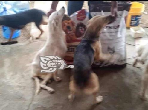Aumentan quejas por maltrato animal en Coatzacoalcos
