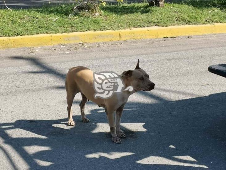 Ataca perra pitbull a vecinos en fraccionamiento Laguna Real