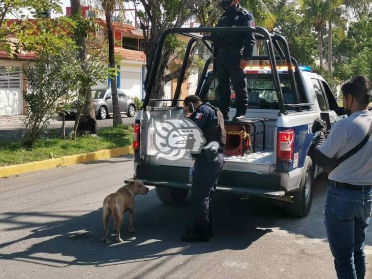 Ataca perra pitbull a vecinos en fraccionamiento Laguna Real