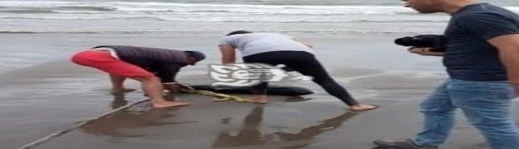 Encuentran cachalote pigmeo, en playas de Boca del Río