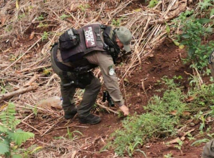 Destruye Fuerza Civil sembradío de marihuana en Hueyapan de Ocampo