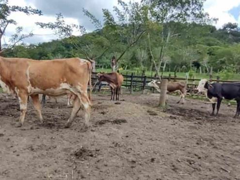 Lluvias y bajas temperaturas afectan a ganaderos en Moloacán