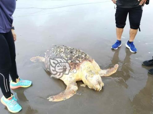 De nueva cuenta, encuentran tortuga muerta en playas de Coatzacoalcos