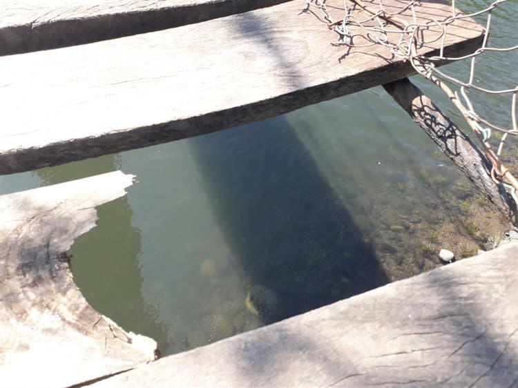 ¡Peligro latente! Una tabla rota en el puente colgante enciende alertas en Jalcomulco