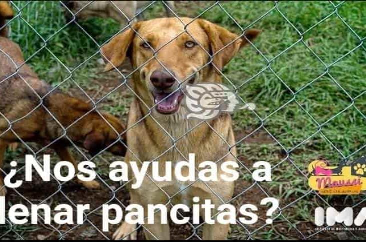 Animales y rescatistas, sufren por la indiferencia e inconsciencia de la sociedad