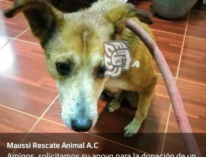 Animales y rescatistas, sufren por la indiferencia e inconsciencia de la sociedad