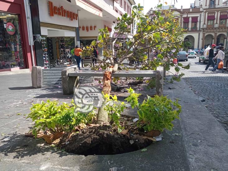 Tras subirse a la banqueta, vehículo derrumba bancas y un árbol en Centro de Xalapa