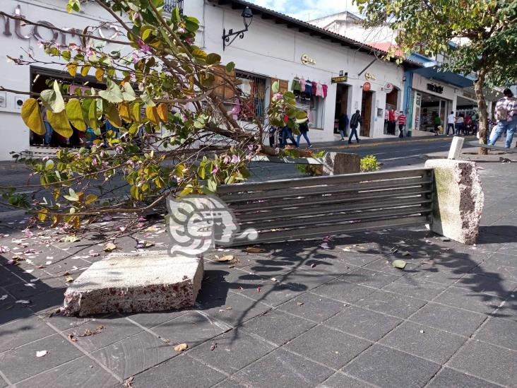 Tras subirse a la banqueta, vehículo derrumba bancas y un árbol en Centro de Xalapa
