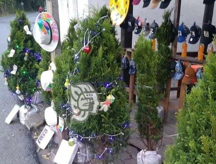 Vendedores de pinos navideños esperan que este año sí ‘les hagan el gasto’