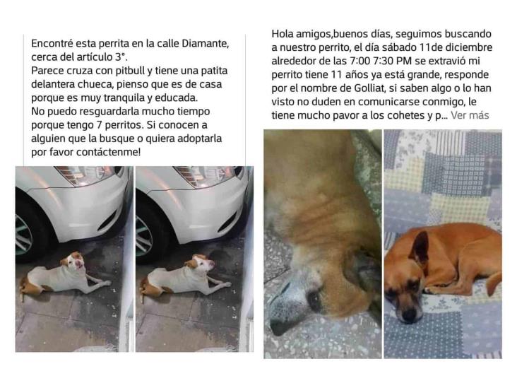 Pirotecnia de guadalupanos deja decenas de animales perdidos en Xalapa