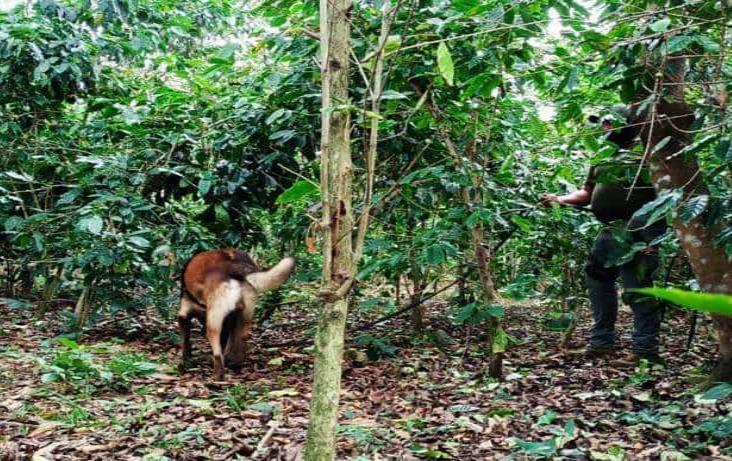 Recuperan 2 cuerpos más en fosas de Campo Grande, en Ixtac; van 4 cuerpos rescatados