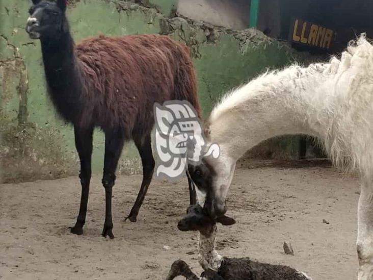 Admiten que animales no tienen condiciones idóneas en reserva del Paseo del Río