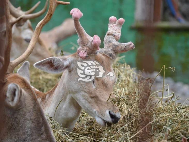 Admiten que animales no tienen condiciones idóneas en reserva del Paseo del Río