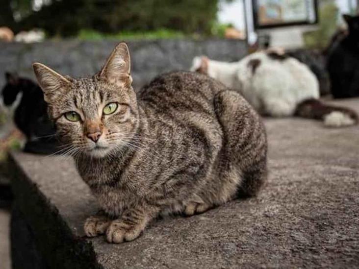 Animalista de Xalapa lanza SOS para poder alimentar a 45 gatitos