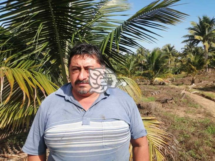 Da frutos Festival del Coco; avanza reforestación en Colorado y Guillermo Prieto