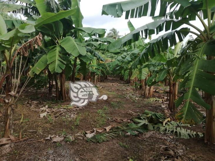 Da frutos Festival del Coco; avanza reforestación en Colorado y Guillermo Prieto